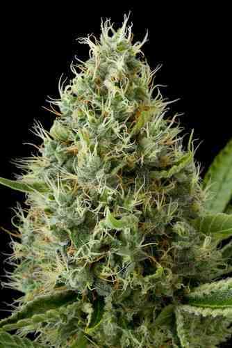 Dinamex > Dinafem Seeds